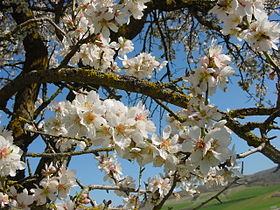 Blossoms of an almond tree (Prunus dulcis)