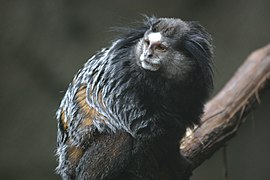 Wied's marmoset (Callithrix kuhlii).