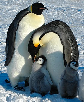 Dois adultos e duas crias na Ilha Snow Hill Península Antártica