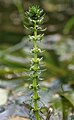 лат. Myriophyllum verticillatum