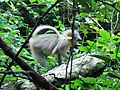 Numerous mangabey monkeys inhabit the park.
