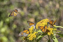 Monarch butterflies (Danaus plexippus plexippus) (SDG 15)
