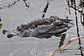 28. Fiatal mississippi aligátor (Alligator mississippiensis) pihen egy felnőtt példányon (Florida, Amerikai Egyesült Államok) (javítás)/(csere)