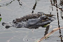 Alligator mississippiensis 113744549.jpg