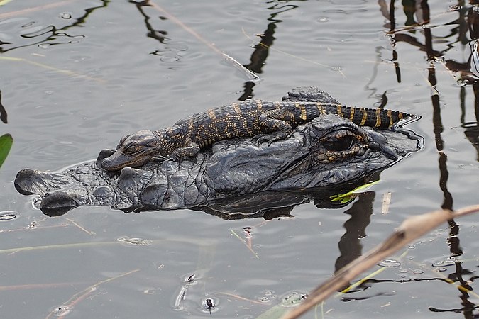 圖為在成年鱷上休息的幼年美國短吻鱷，攝於美國佛羅里達州。