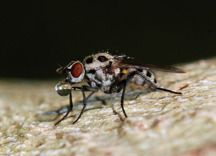 Цветочная муха (Anthomyia Sp.) с жидким пузырьком на языке