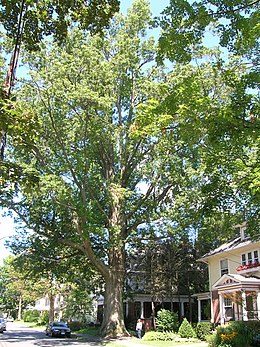 Pelkinis ąžuolas (Quercus palustris)