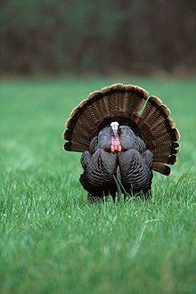 A male (tom) wild turkey (Meleagris gallopavo) strutting (spreading its feathers) in a field