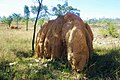 Termite mound in Queensland/Australia