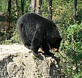 suga Amerikas melnais lācis (Ursus americanus)