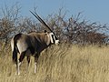8. Nyársas antilop vagy orix (Oryx gazella) Groot Okevi közelében, Etosha Nemzeti Park, Namíbia (javítás)/(csere)