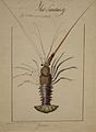 'Hawaiian Lobster' (Lagosta do Havaí), 1819, HAA