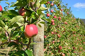 Яблуневі сади острова