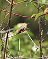 Juvenile Allen's Hummingbird, San Francisco, CA