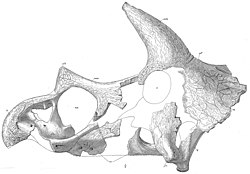 ממצא YPM 1820 - גולגולת של Triceratops horridus שלפיו הגדיר מארש את הסוג טריצרטופס ב-1889 ואת המין טריצרטופס הורידוס. ממצא YPM 1820 הוא ההולוטיפ של הטריצרטופס.