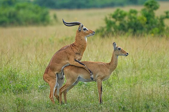 Uganda kobs mating at Queen Elizabeth National Park Photograph: Giles Laurent