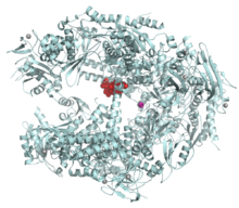 Ribbon diagram of RNA polymerase II molecule showing central binding site of alpha-amanitin molecule