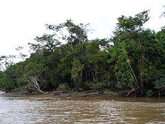 La selva amazónica Ejemplo de clima tropical húmedo