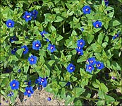 מרגנית השדה בפריחה כחולה