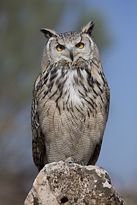 Bubo bubo subsp. sibiricus (Eurasian Eagle-owl)