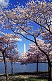 Le Tidal Basin bordé de cerisiers en fleurs ; Washington, D.C.