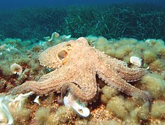 Octopus vulgaris, un céphalopode