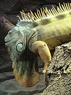 Iguana iguana (Iguana hijau)