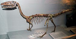 Skelet af Coelophysis bauri, Cleveland Museum of Natural History
