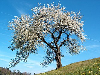 Un cerisier en fleur (genre des Prunus). (définition réelle 2 272 × 1 712*)