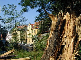 Tree broken by storm