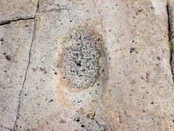 Native American bedrock metate at Huerfano Butte, Arizona