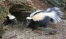 Two black and white striped skunks