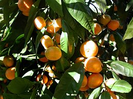 Tikrasis mandarinas (Citrus reticulata)