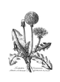 Plate 3 Medical Botany 1790