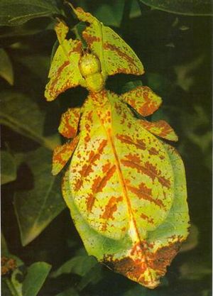 Phyllium bioculatum, Θηλυκό