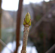 maple bud (Acer pseudoplatanus)