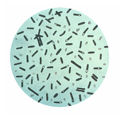 Vi khuẩn Clostridium botulinum