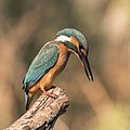 15 Common kingfisher (Alcedo atthis ispida) female uploaded by Charlesjsharp, nominated by Charlesjsharp