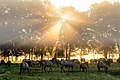 30. Dülmeni pónik napkeltekor (Merfelder Bruch természetvédelmi terület, Dülmen, Észak-Rajna-Vesztfália, Németország) (javítás)/(csere)