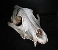 Lebka psa – povšimněte si neúplného ohraničení očnice, opět patrná crista sagittalis externa a též foramen infraorbitale