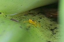 Golden rocket frog seen in Kaieteur Falls