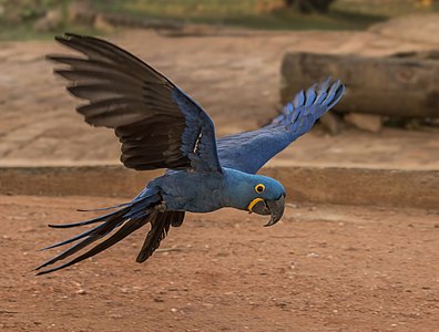 Hyacinth macaw (Anodorhynchus hyacinthinus) in flight