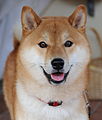 نوعی سگ با نژاد Shiba-Inu، از محبوبترین نژاد سگ در ژاپن