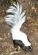 Black skunk with white back and tail in dirt
