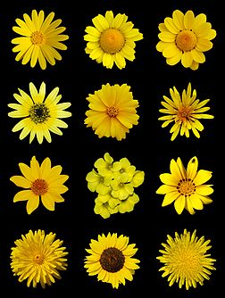 Fleurs jaunes. (définition réelle 4 900 × 6 500)