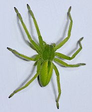 عنکبوت شکارچی سبز به دلیل وجود رنگدانه‌های بیلین در همولنف و مایعات برون‌سلولی عنکبوت سبز است.