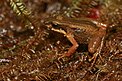 Ein brauner Frosch sitzt auf dem feuchten Waldboden