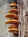 26. Ízletes tőkegomba (Kuehneromyces mutabilis) egy bükkfán, Bamberg ligetes részén (Németország) (javítás)/(csere)
