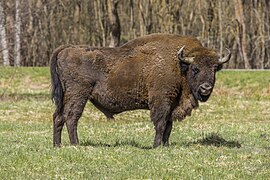 European bison (Bison bonasus) male Białowieza