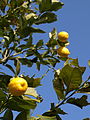 Зрелые лимоны